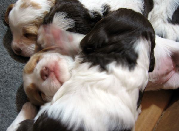 Puppies4.jpg